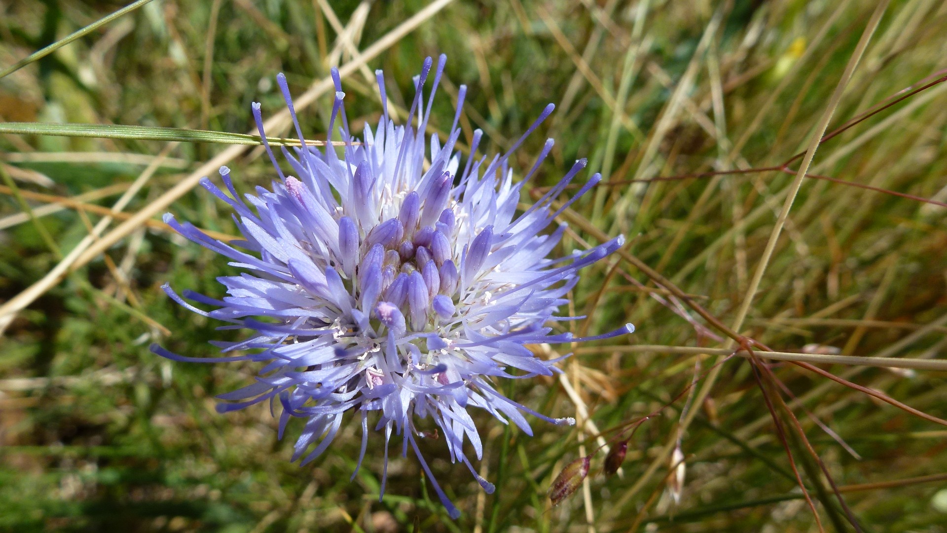 Fleur bleue