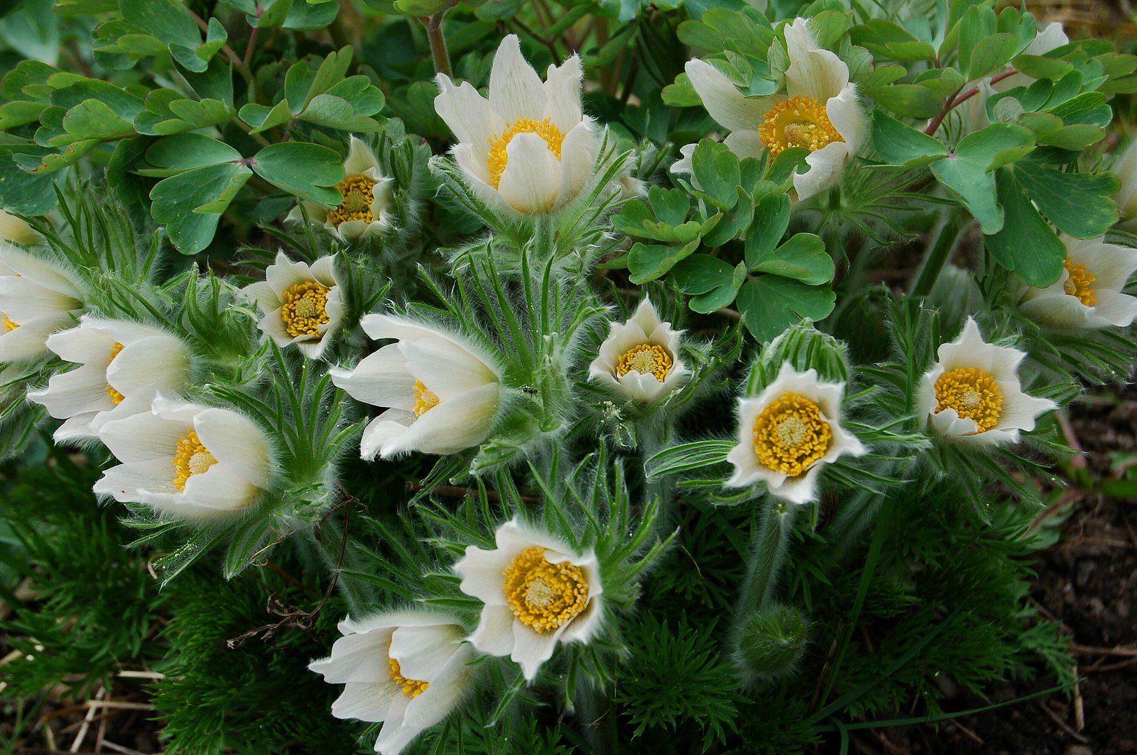 Anemone in weiß