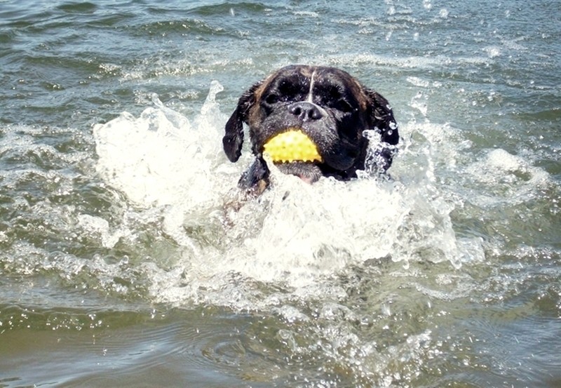 Schwimmende Boxerhündin