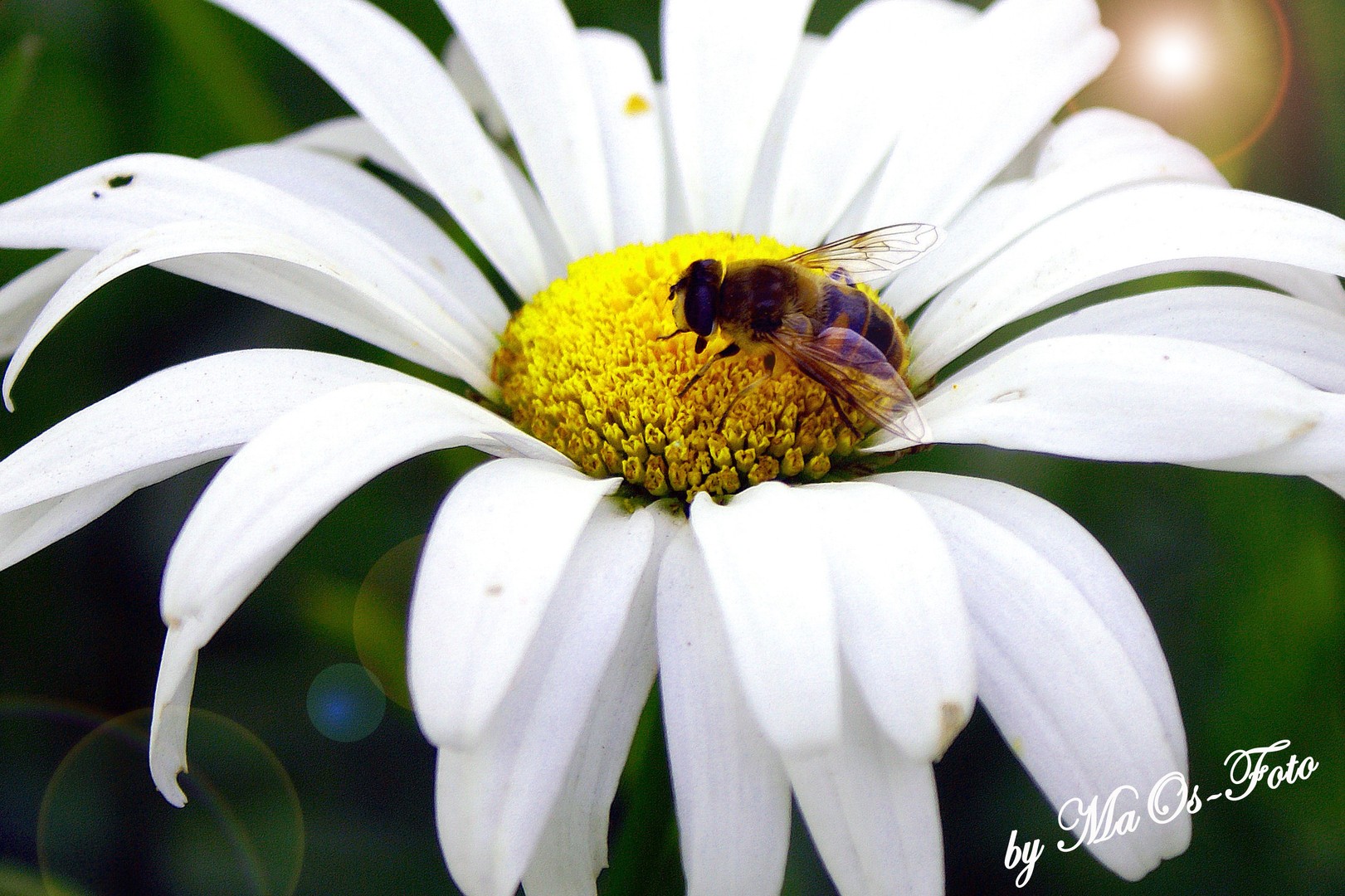 Blume mit Insekt