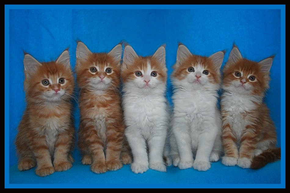 5 kittends