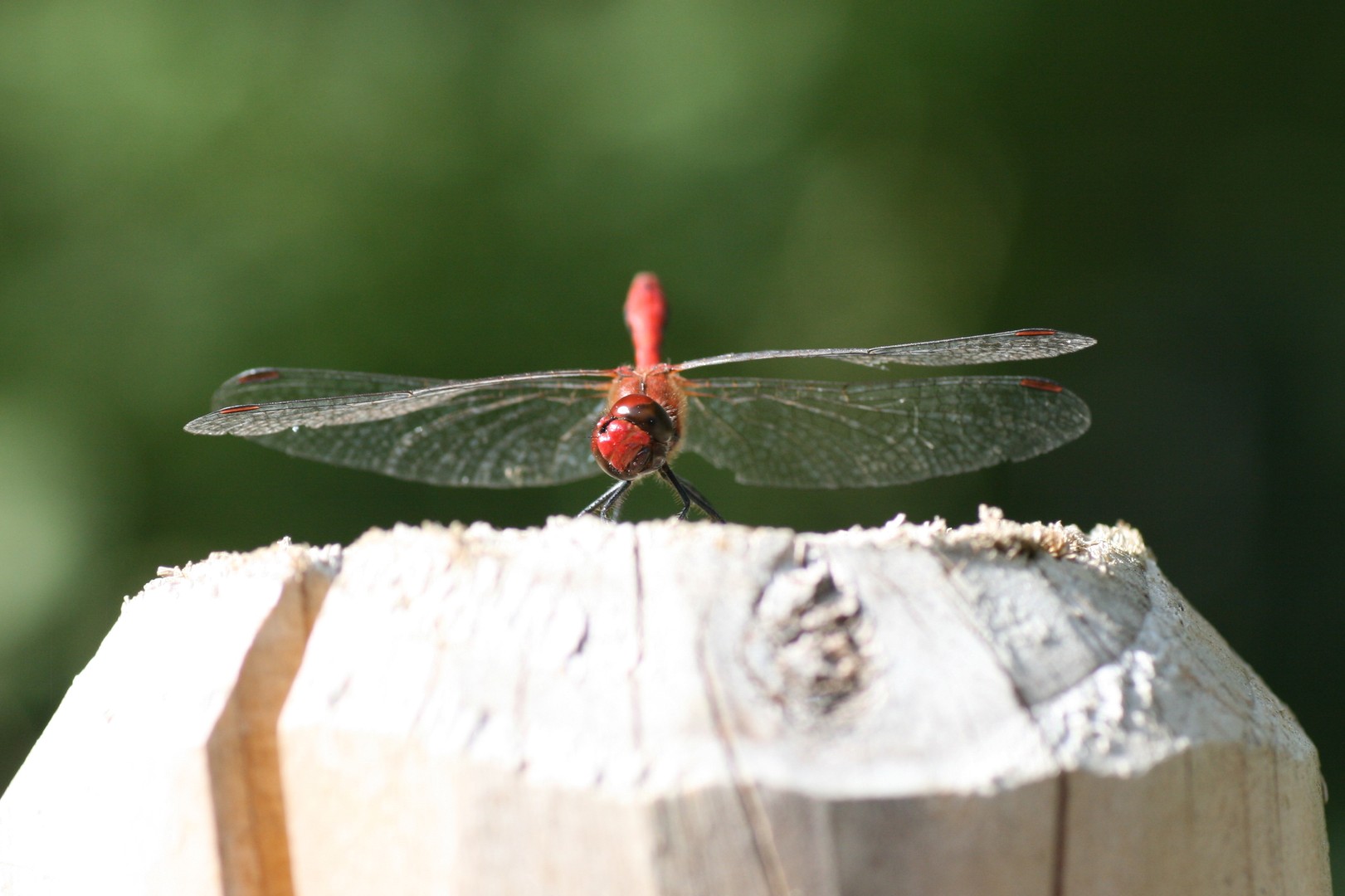 Blutrote Heidelibelle auf einem Holzpfahl