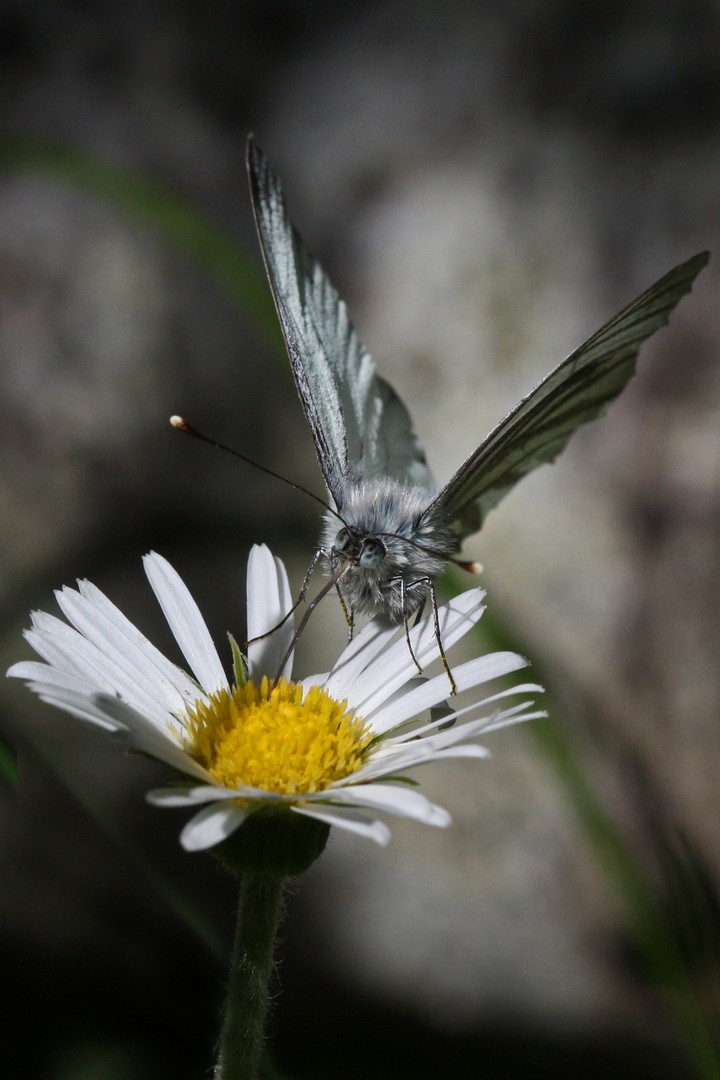 Schmetterling