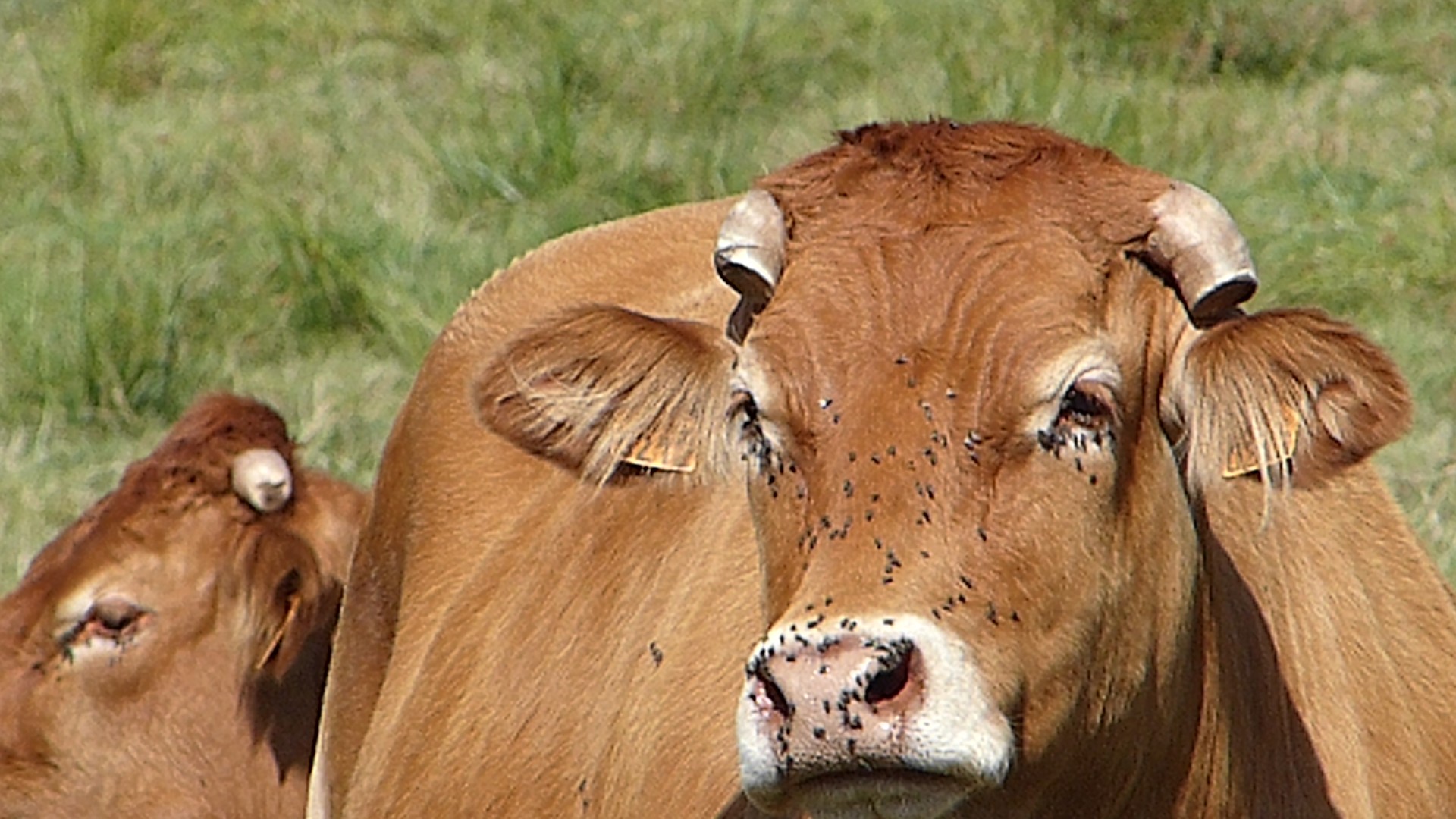 Vache Creusoise