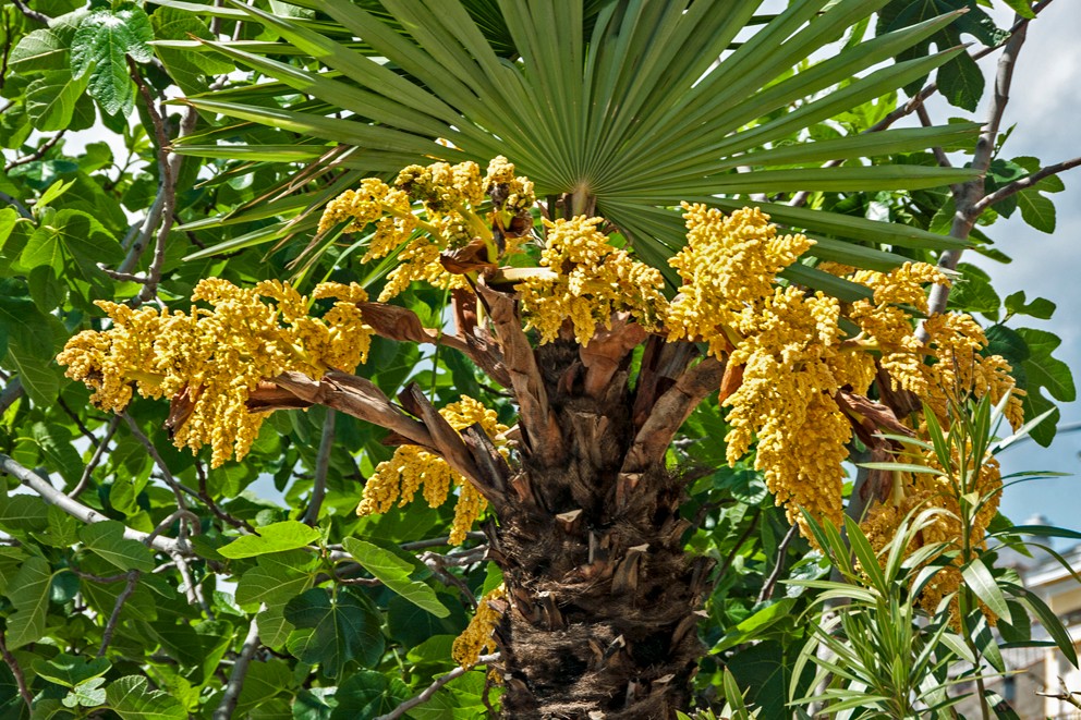 Blühende Palme