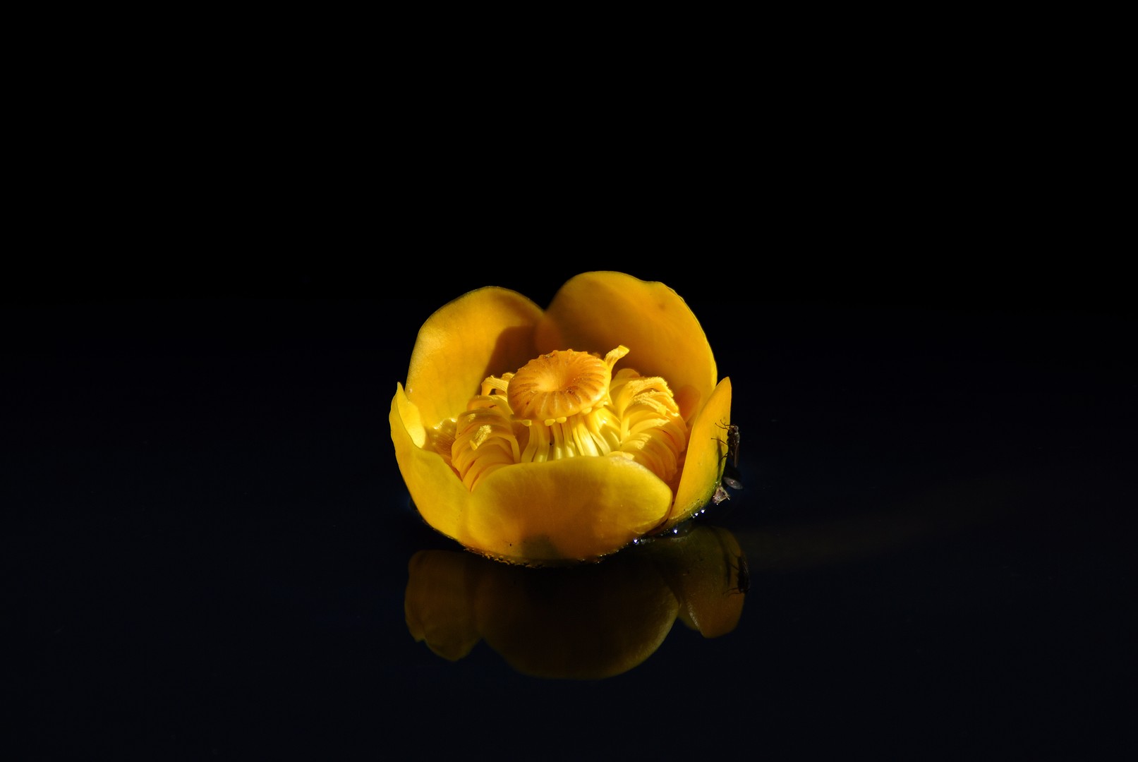  Nuphar lutea 