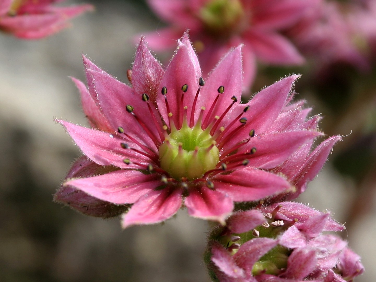 Hauswurzblüte