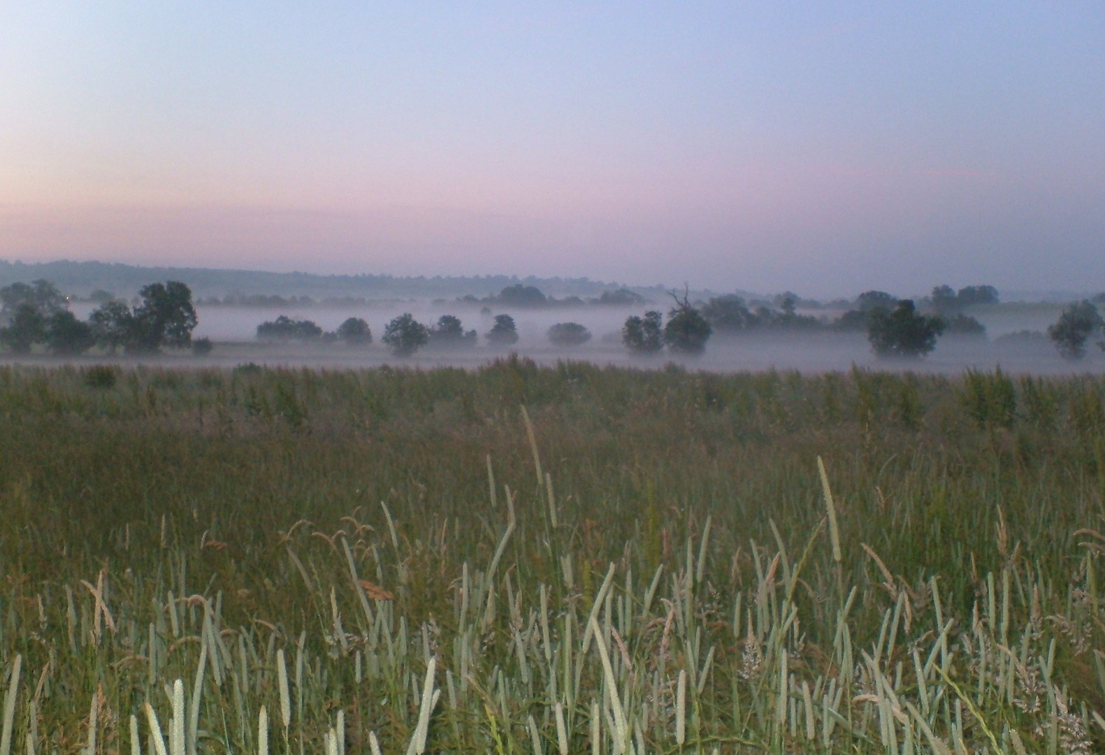 MORNING MIST