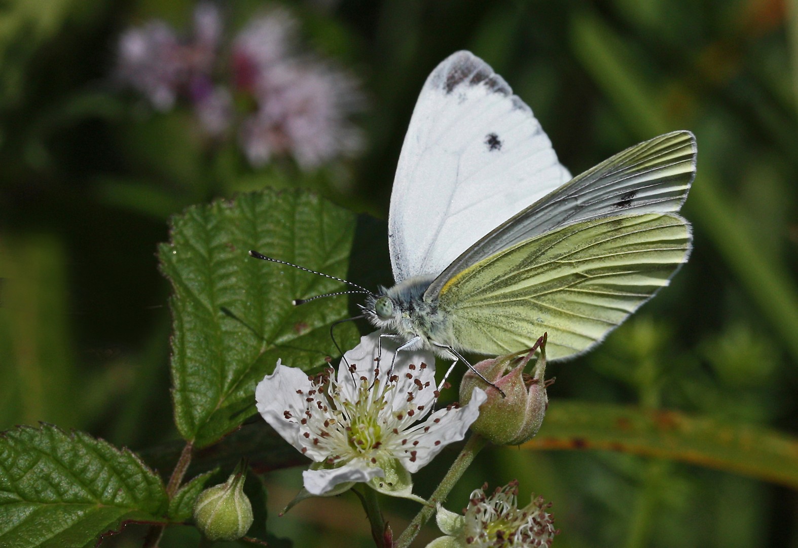 Schmetterling