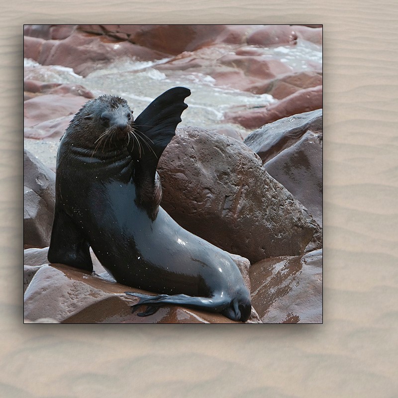 cape cross namibia...