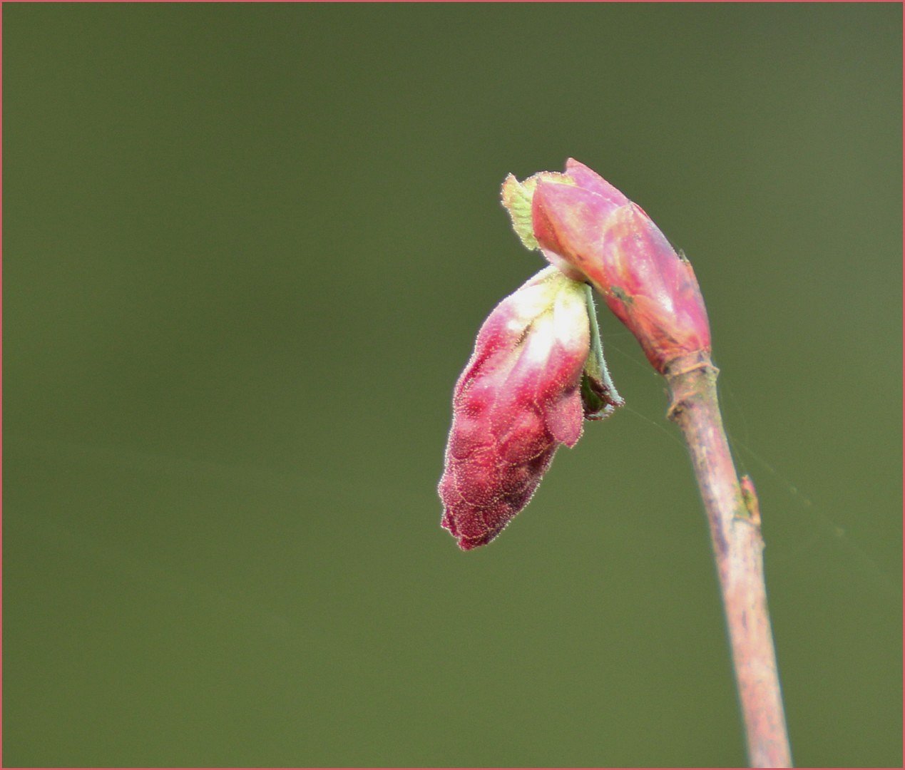 Ribes sanguineum