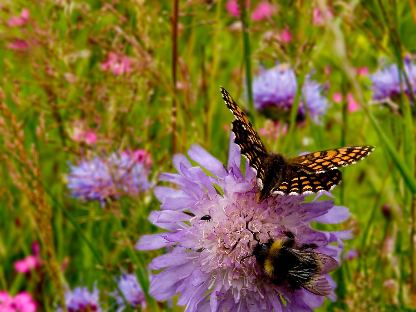 blumenwiese