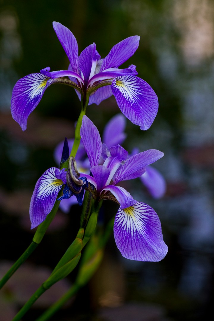 Schönheit am Gartenteich