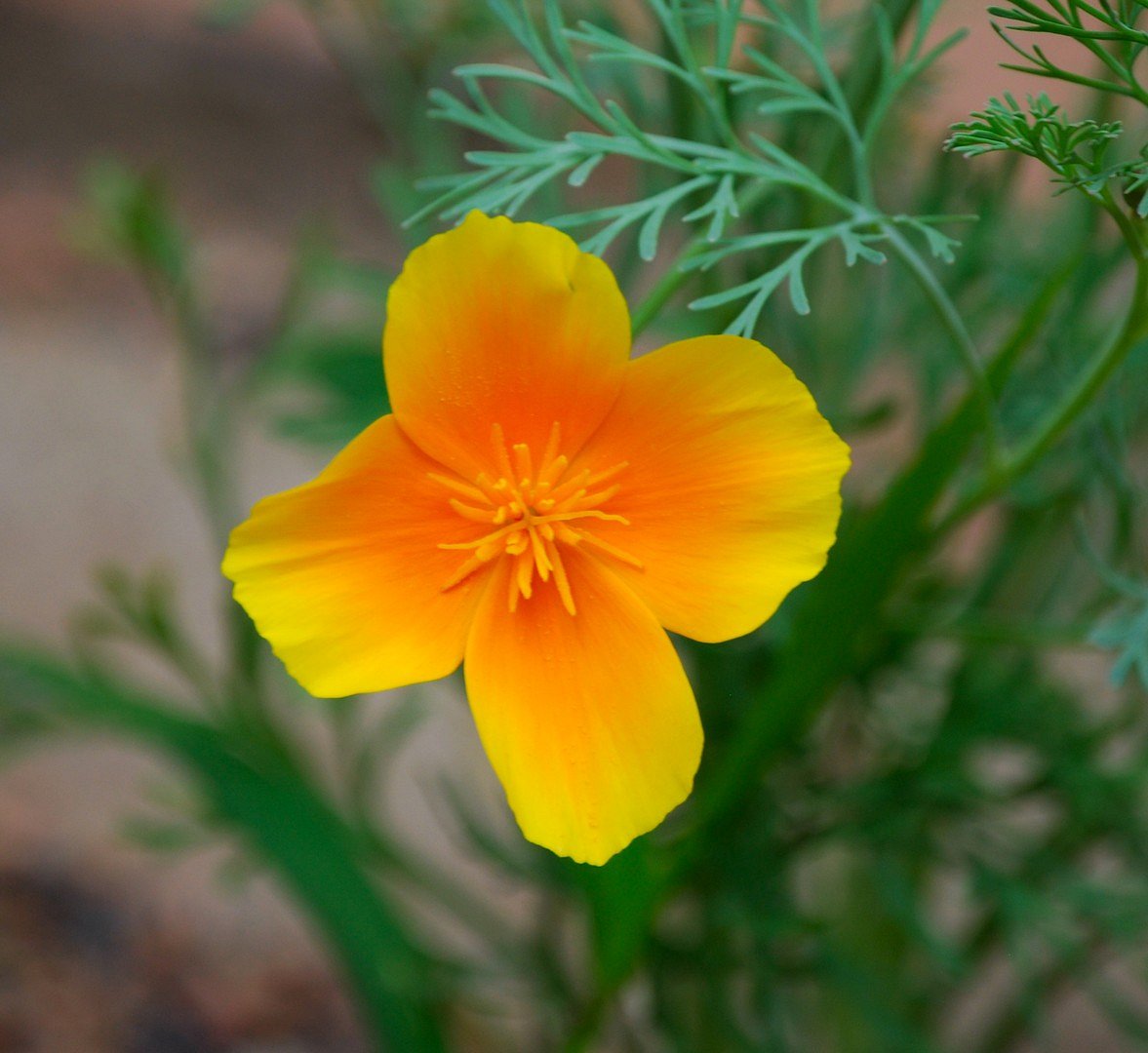 Petite fleur jaune.