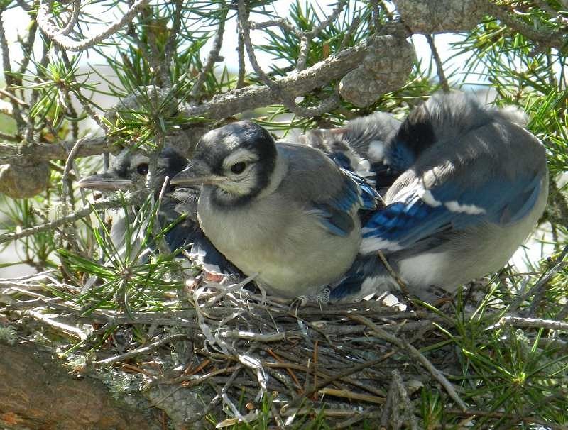 Canadian Blue Jays