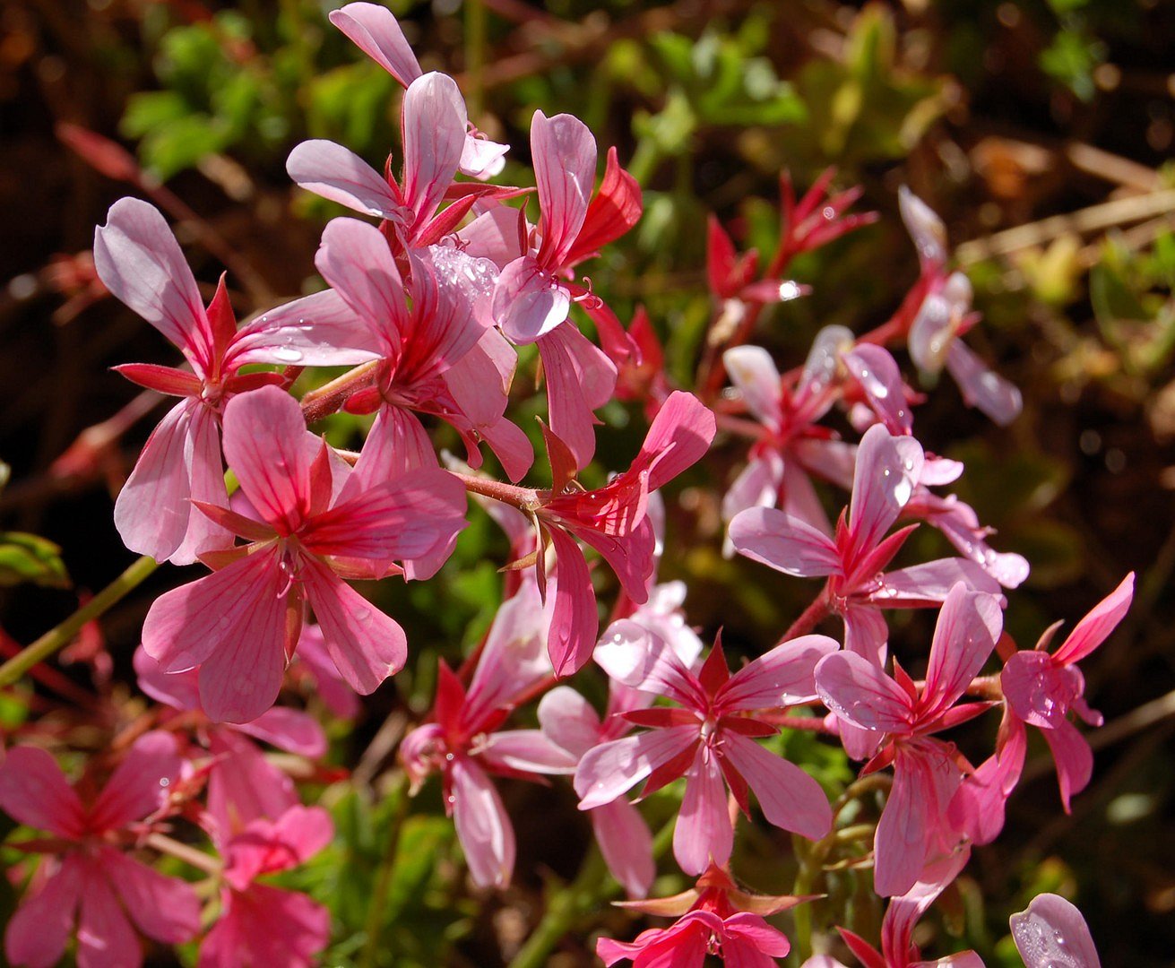 Fleurs