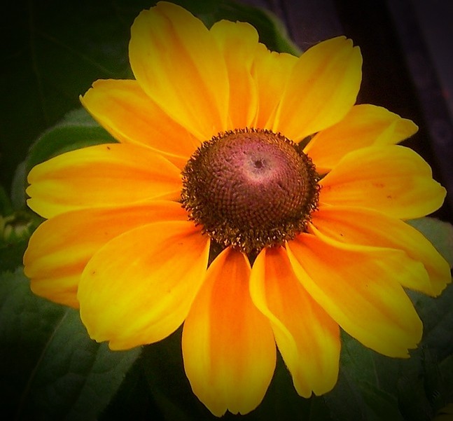 Sonnenblume