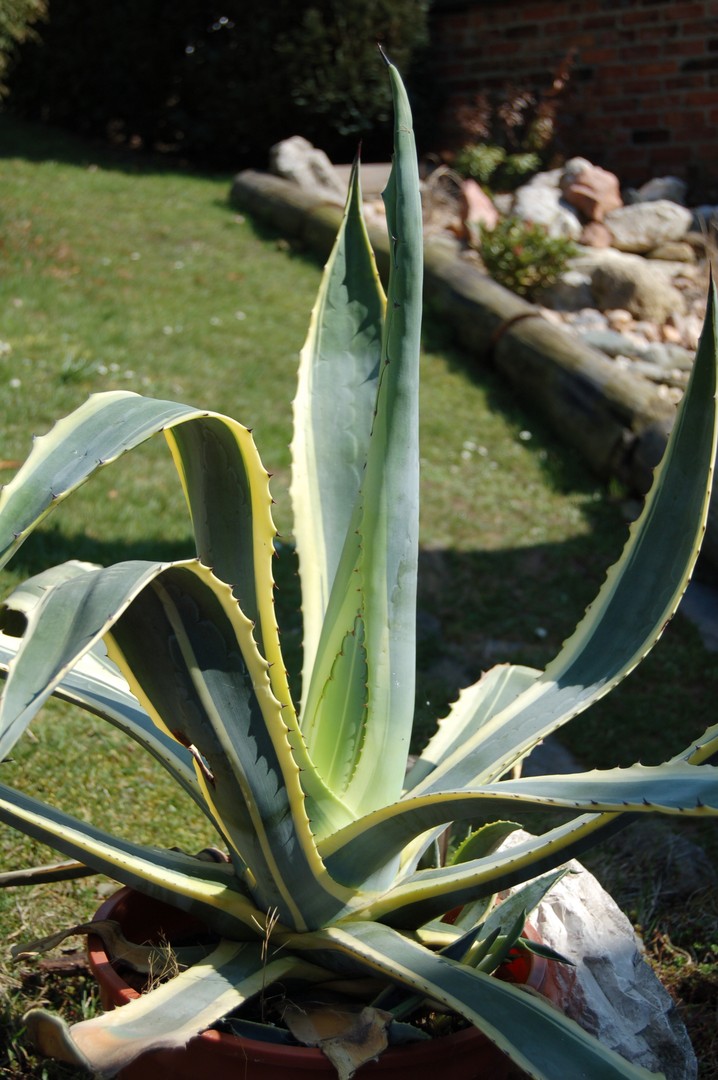 Agave im Garten