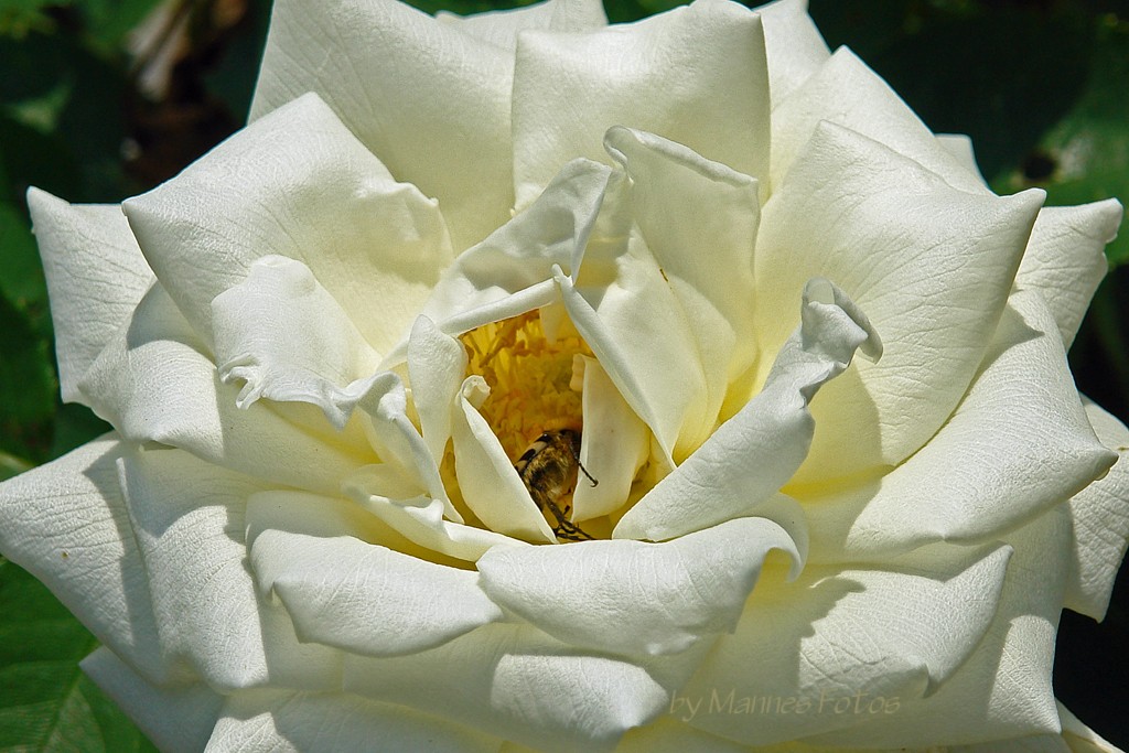 Rose mit Käfer