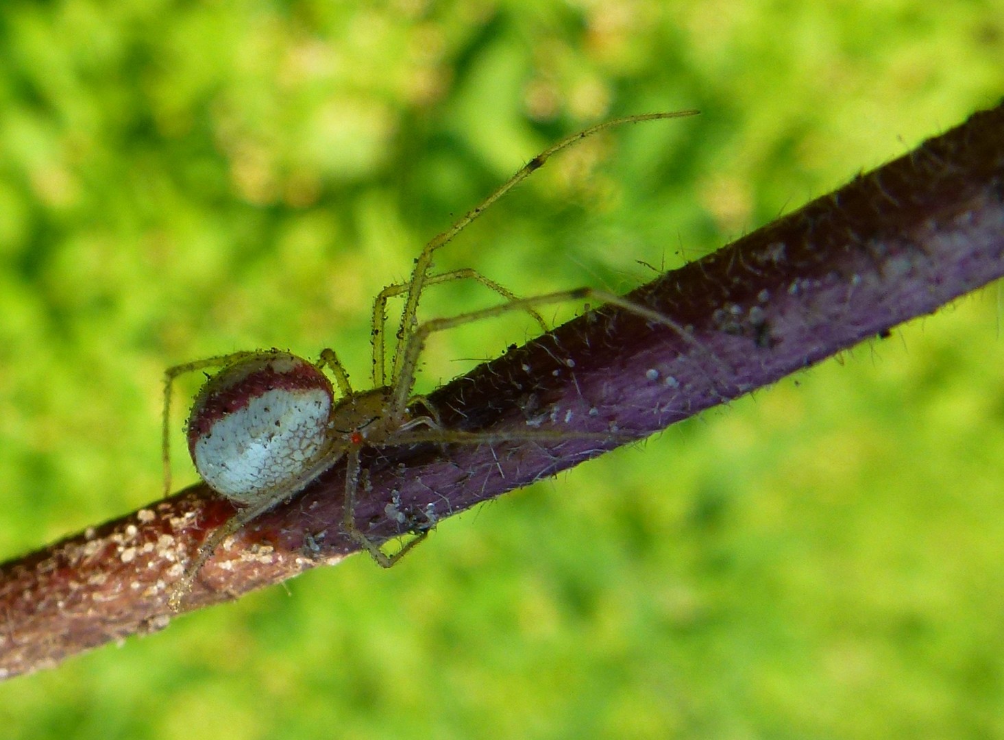 Kleine Spinne