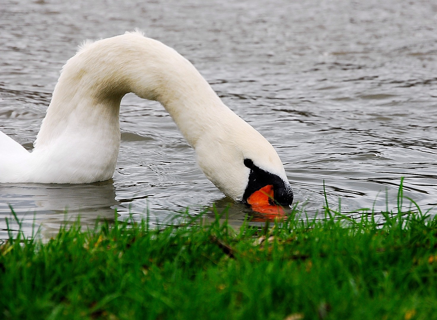 Cygne.