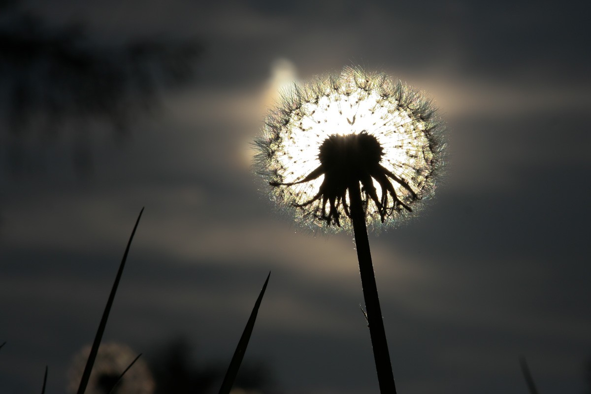 Gegenlichtaufnahme eines Löwenzahns oder Pusteblume.