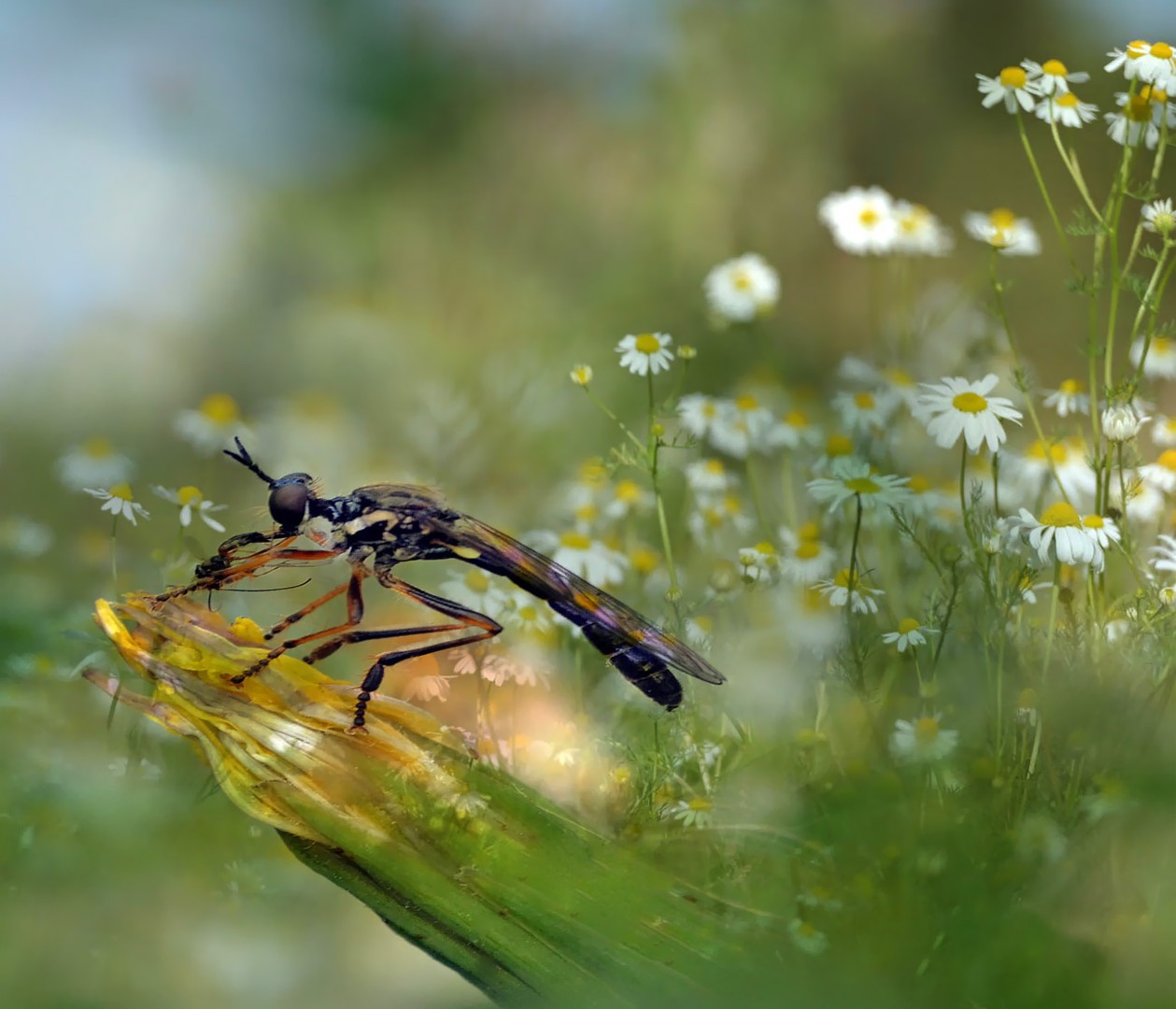 Die kleine Mörderfliege