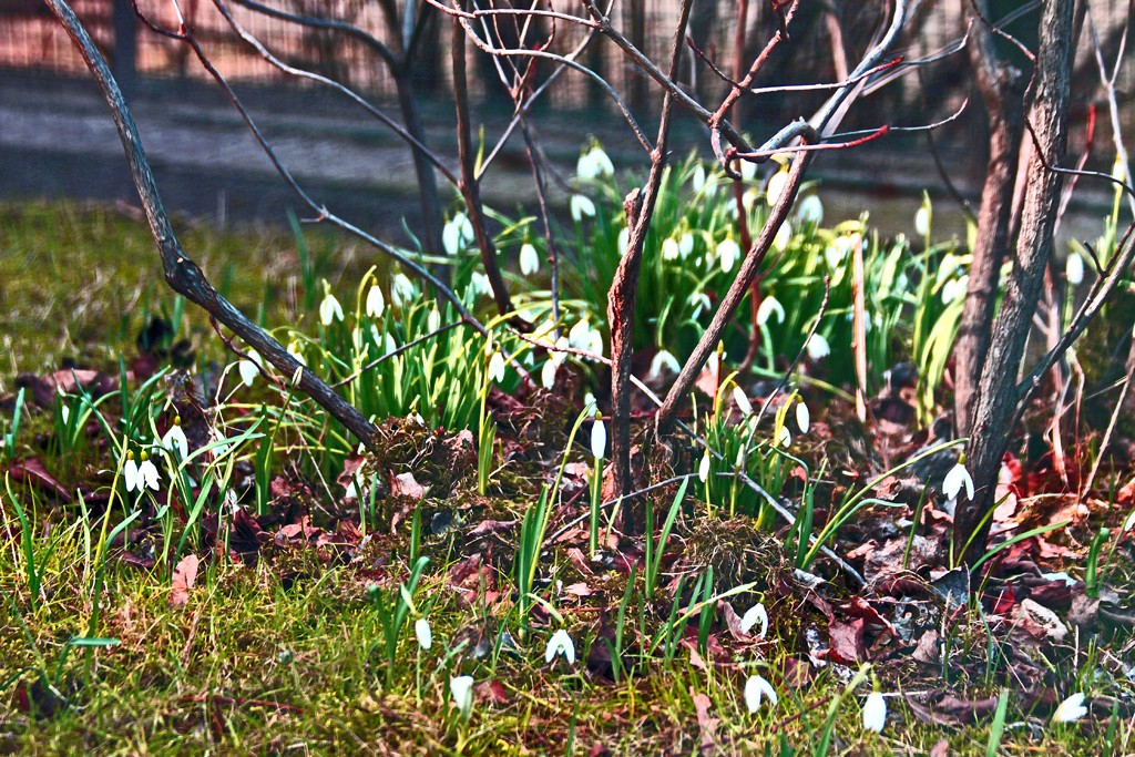 Frühlingsgruß