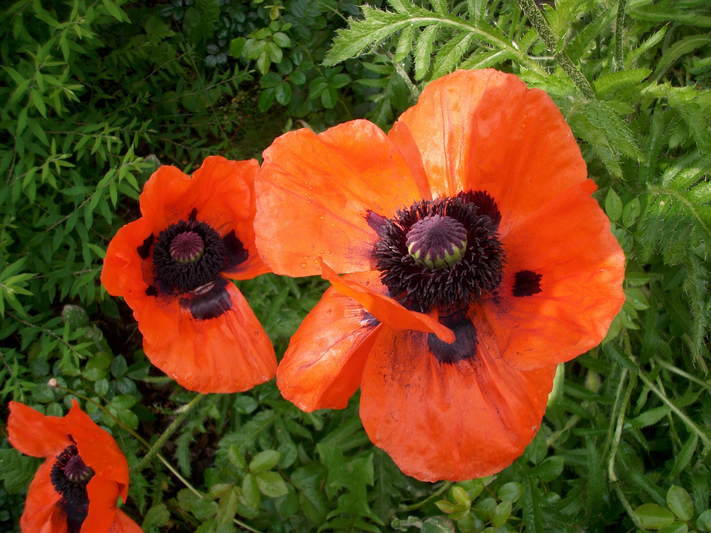 Klatschmohn