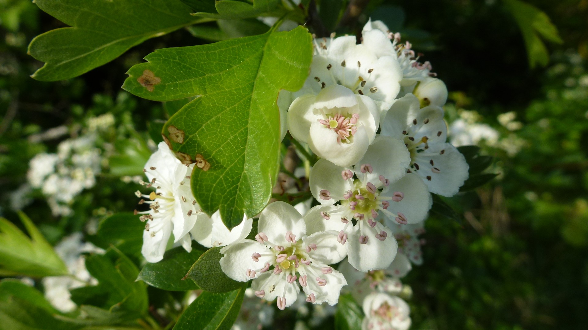 Fleurs du printemps