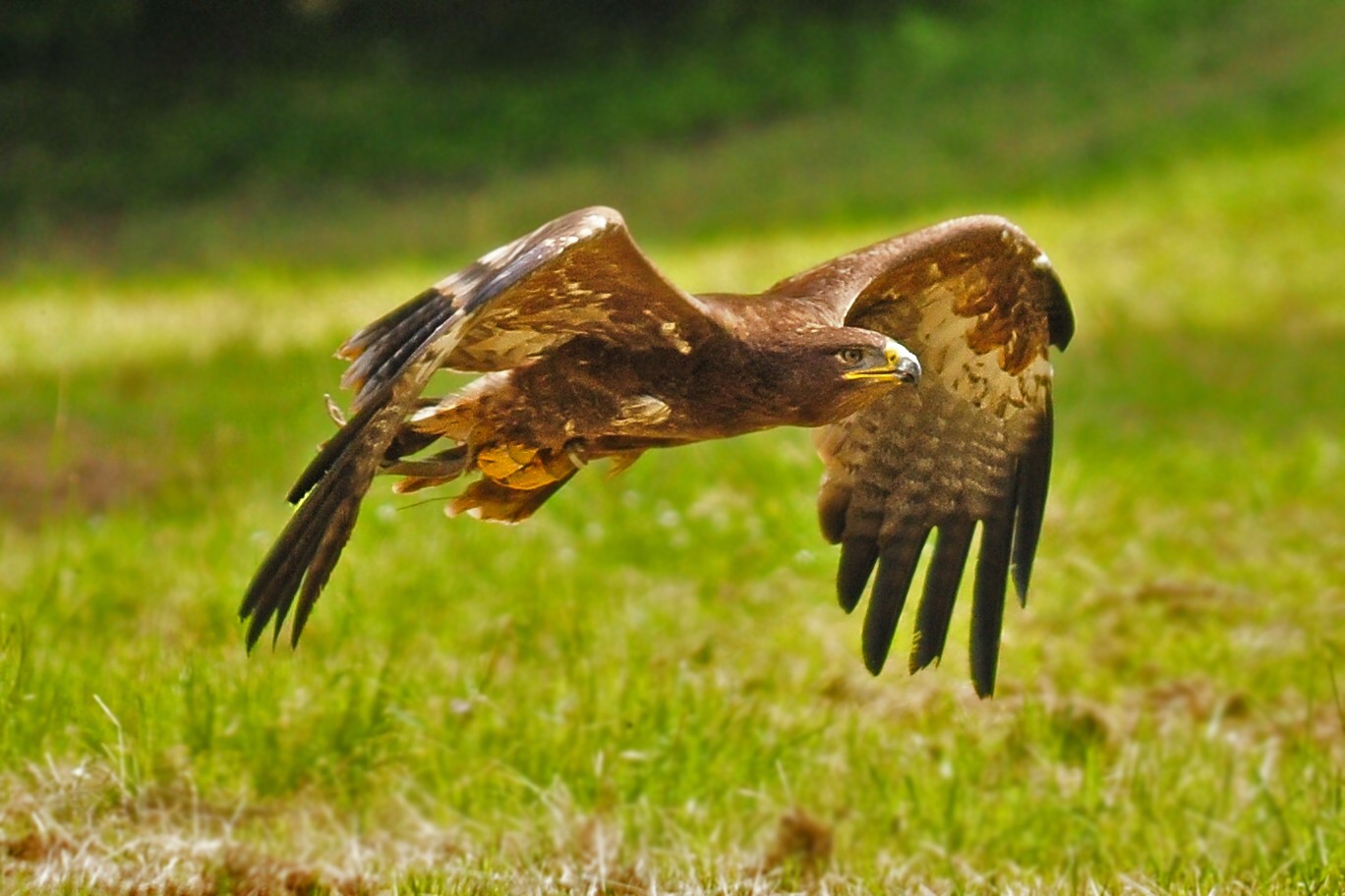 Steinadler