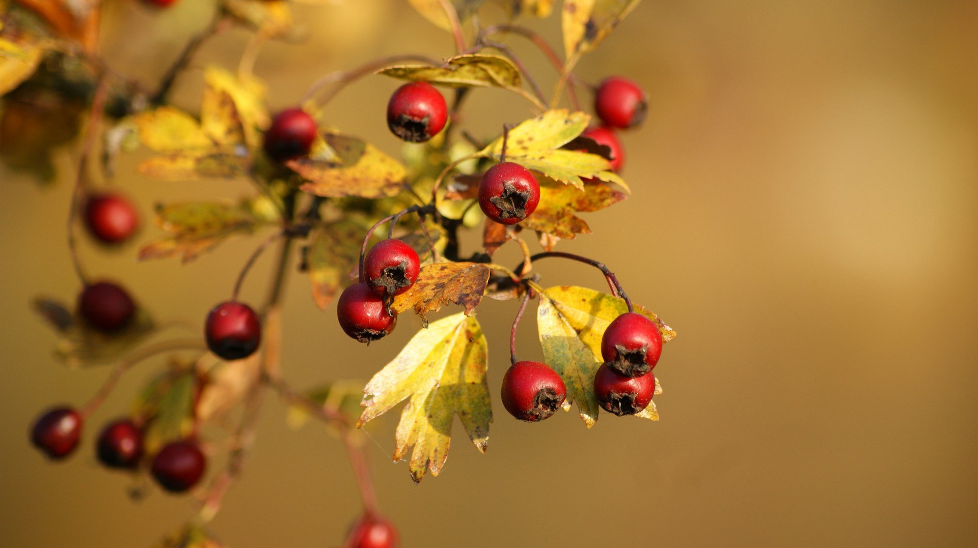 Herbstlich