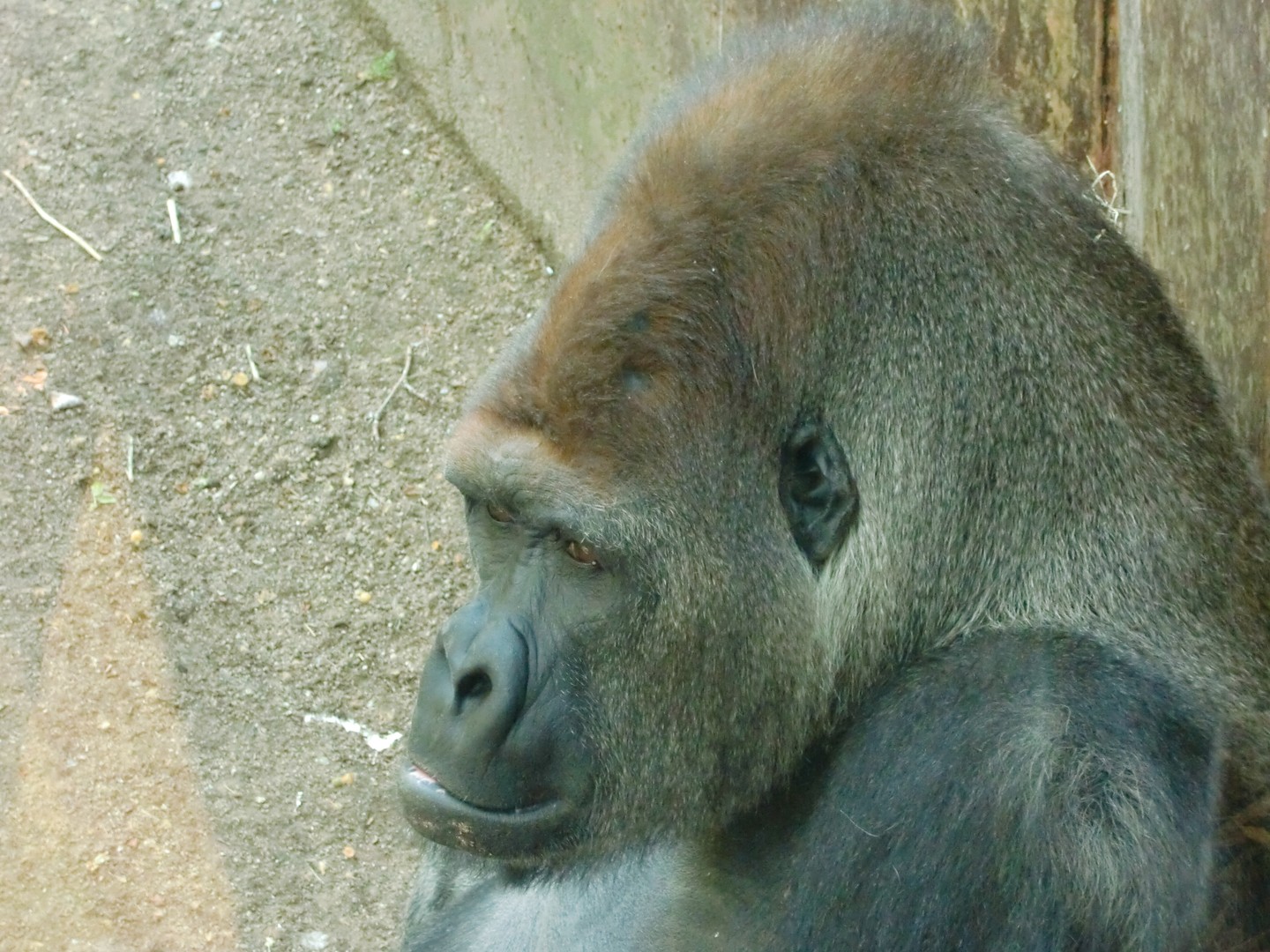 Zoo de Barcelonne