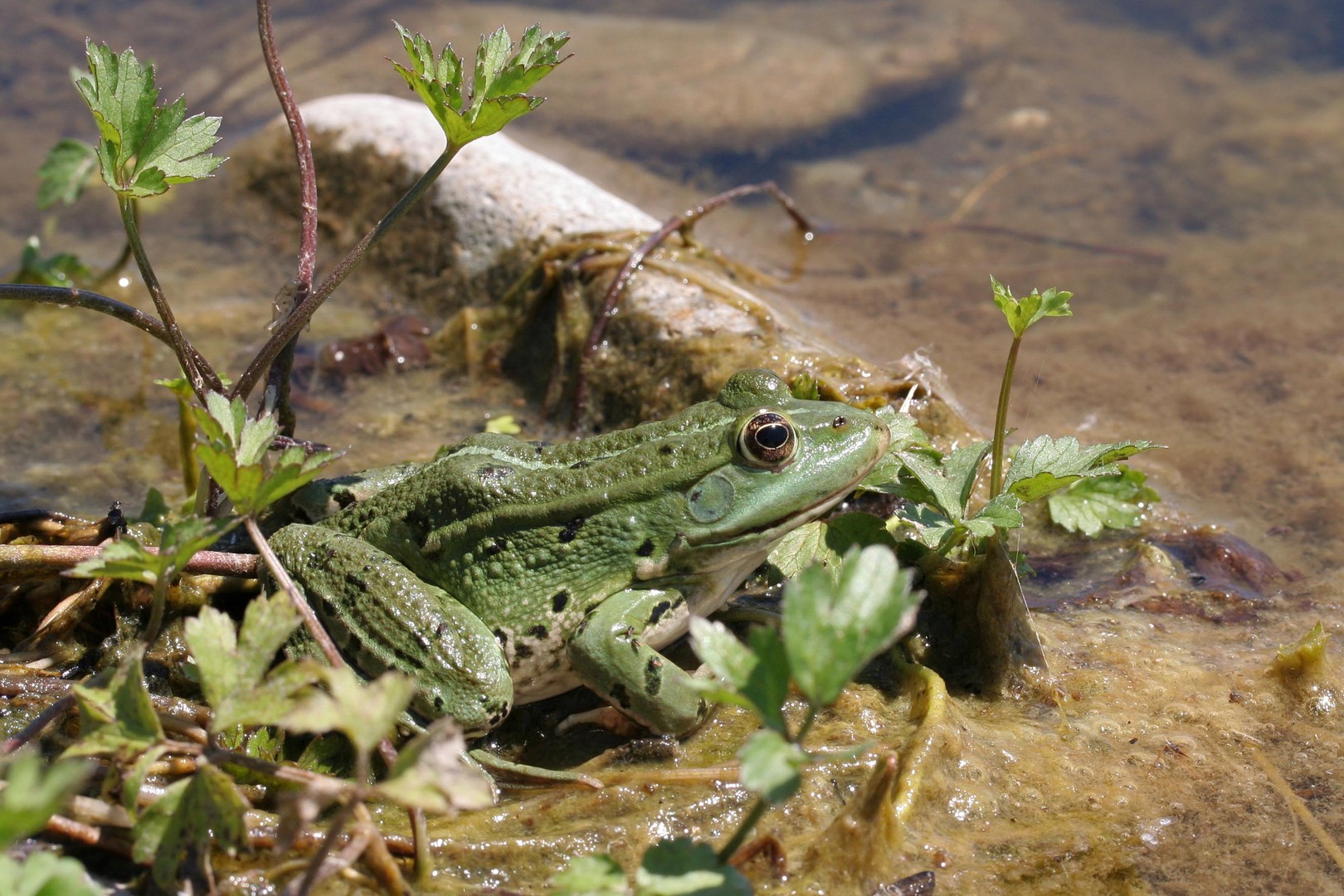 Frosch