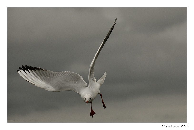 La mouette