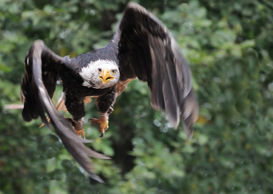 Flugvergnügen