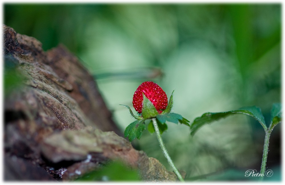 Fragola di bosco