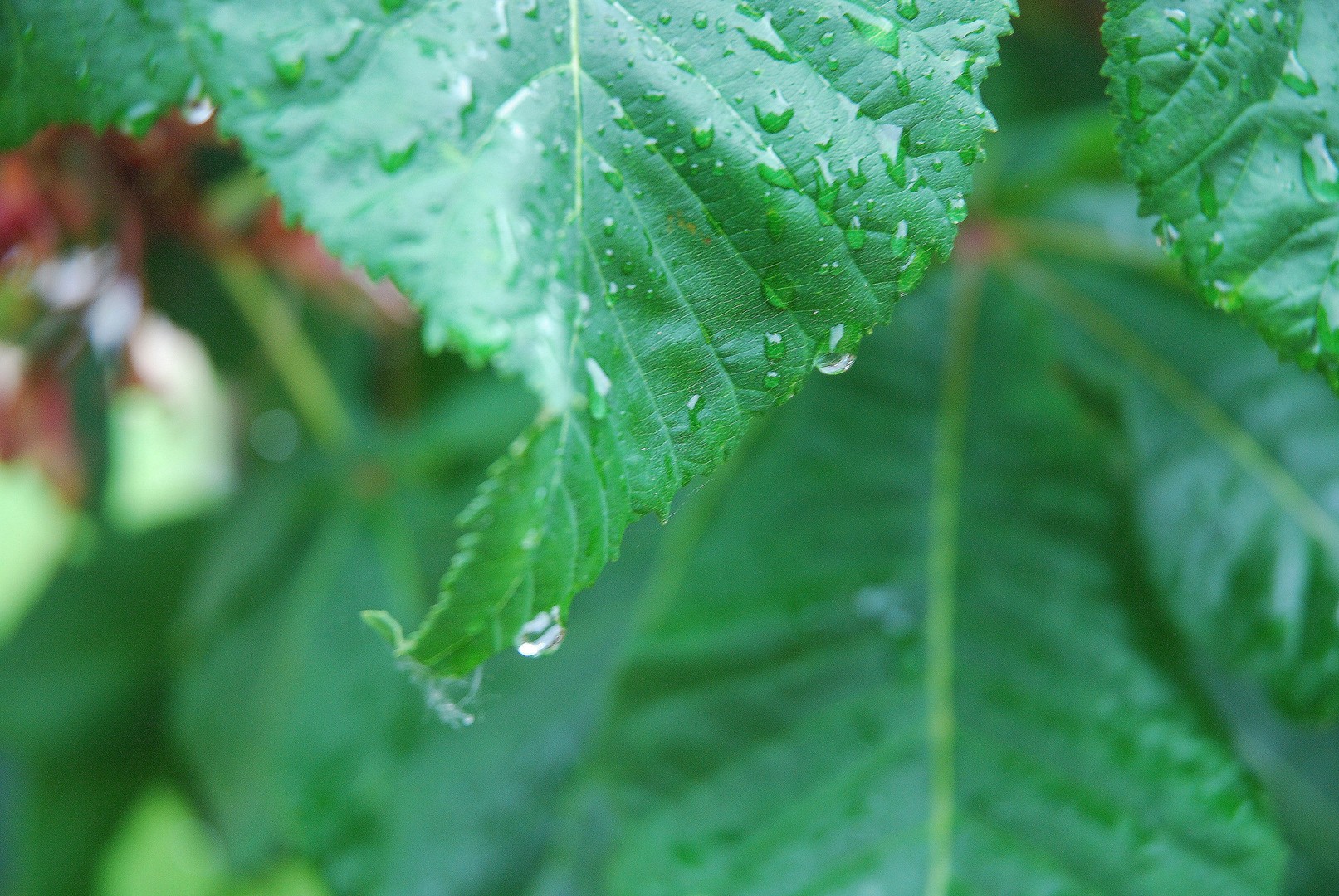 Après la pluie