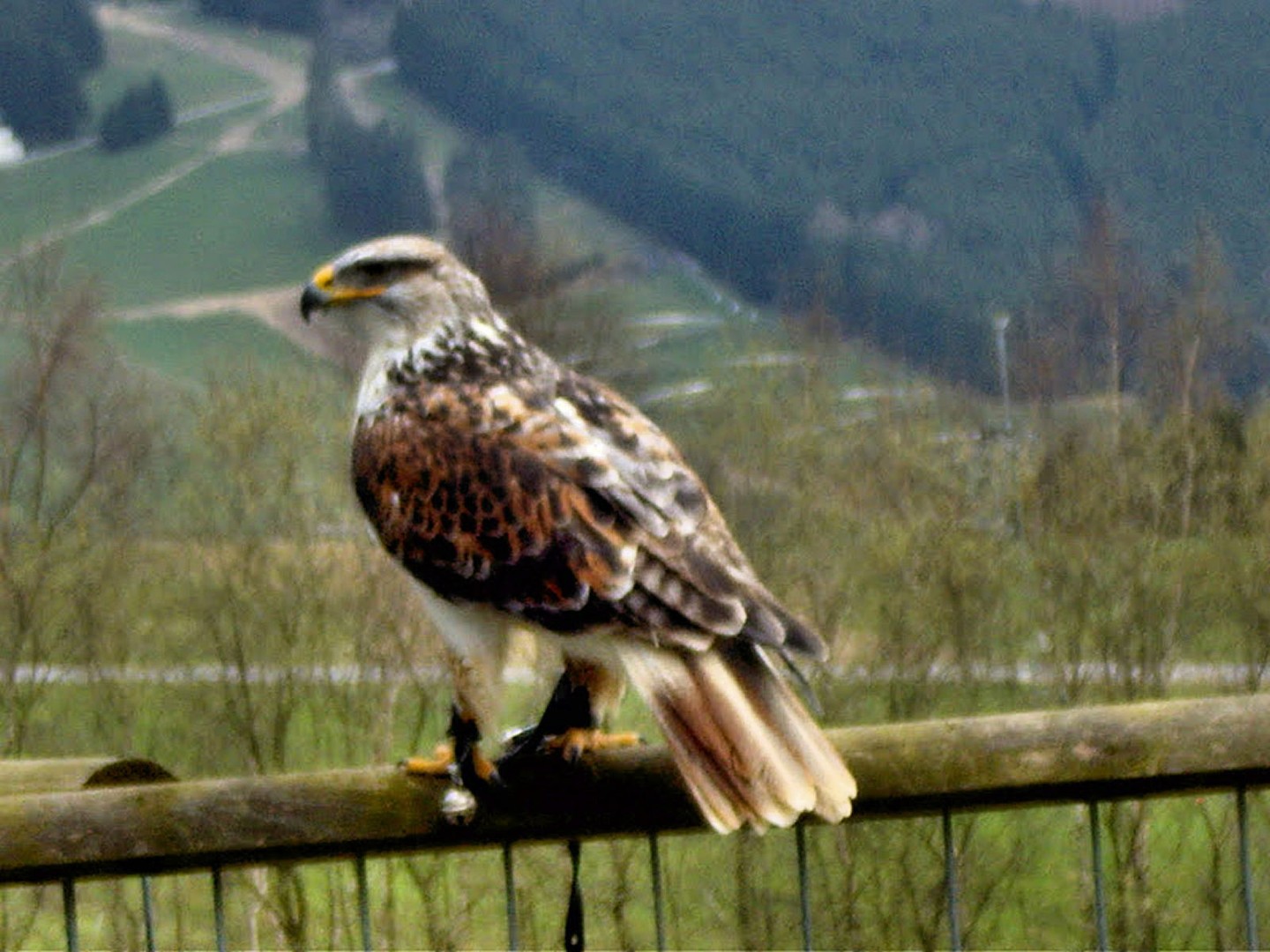 Noch ein Greifvogel