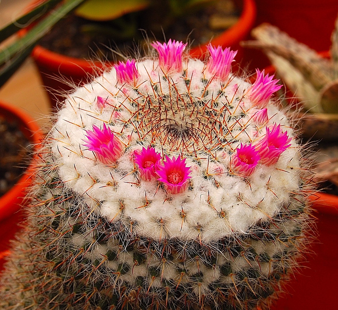 Cactus.