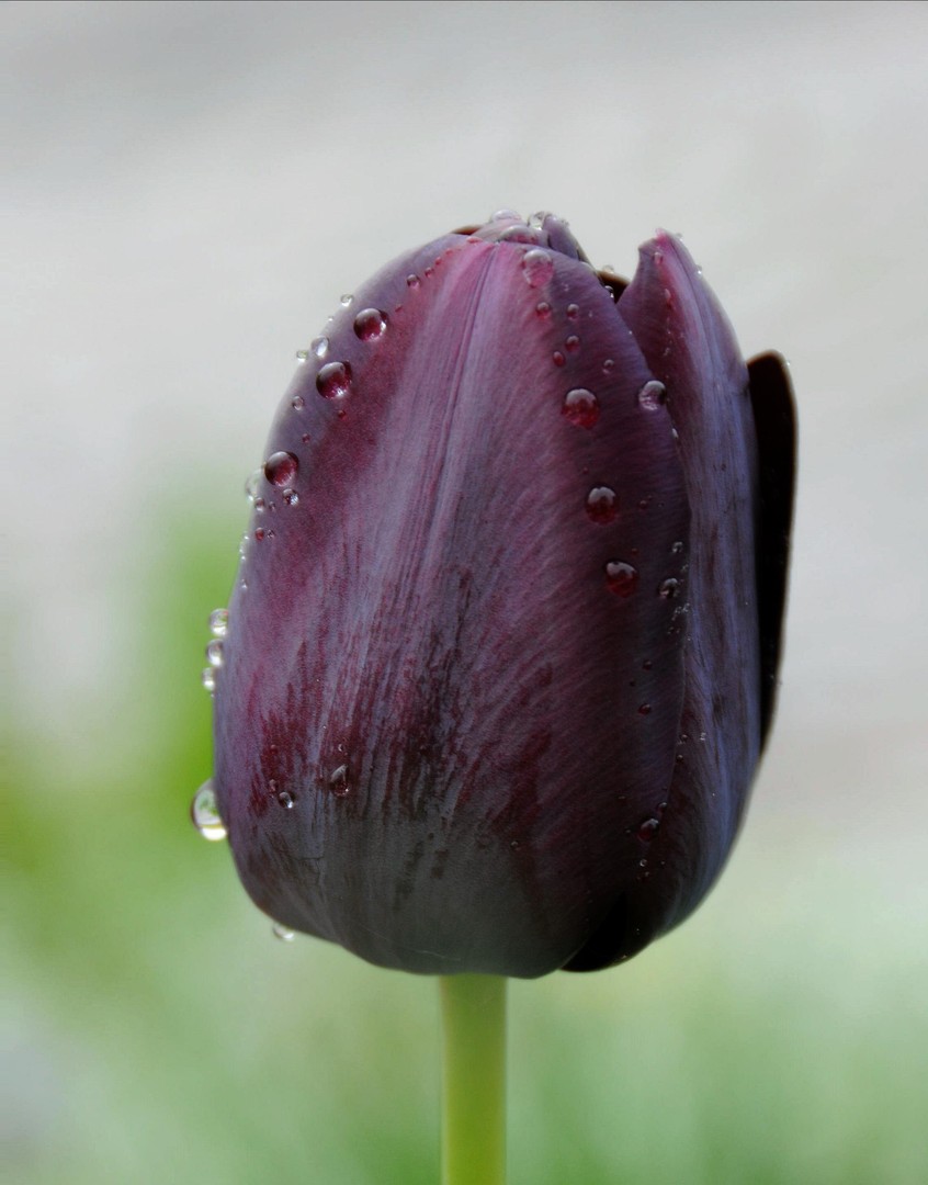 Schwarze Tulpe