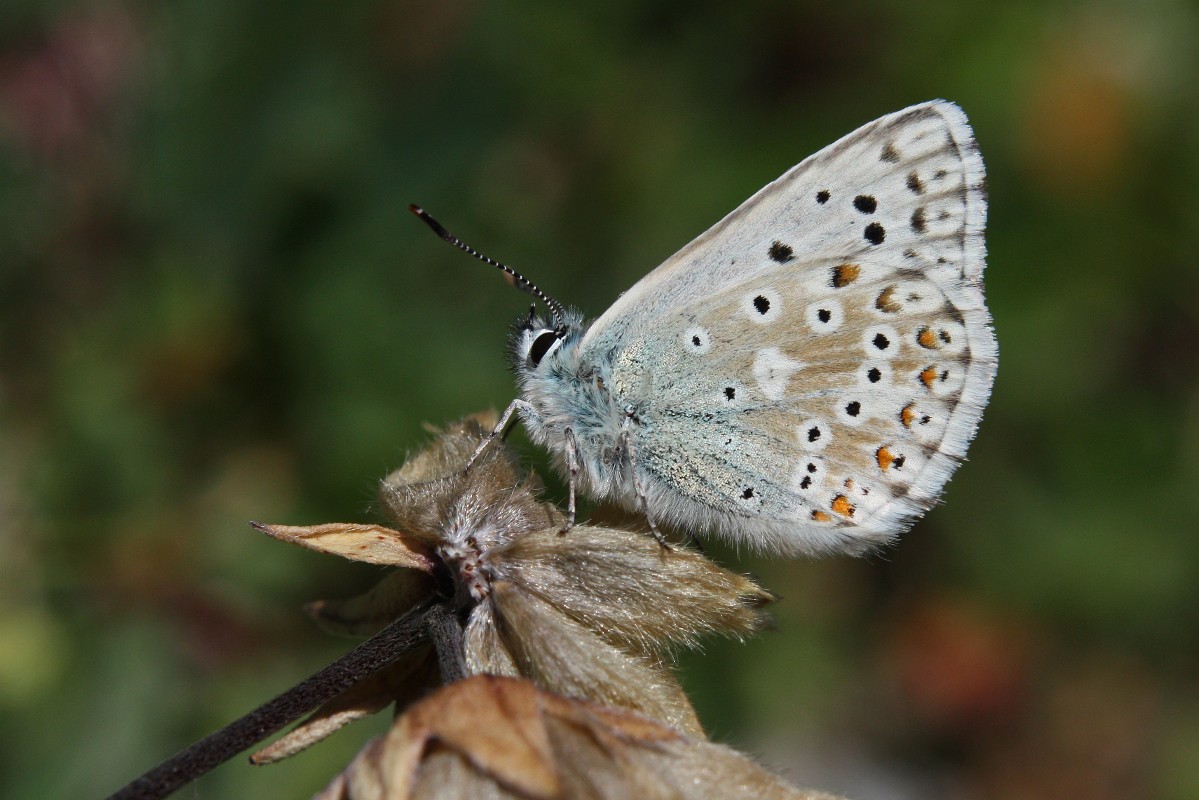 Hauhechelbläuling (Polyommatus icarus)