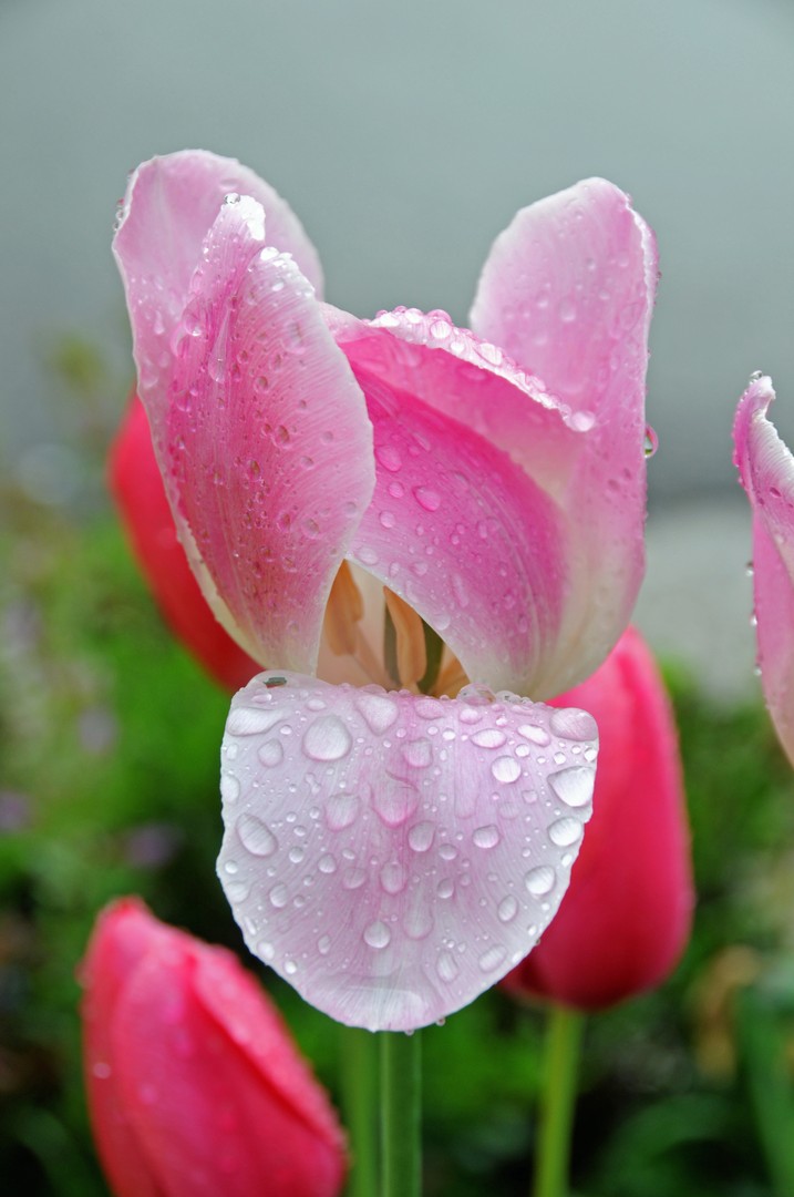 Tulpe im Regen