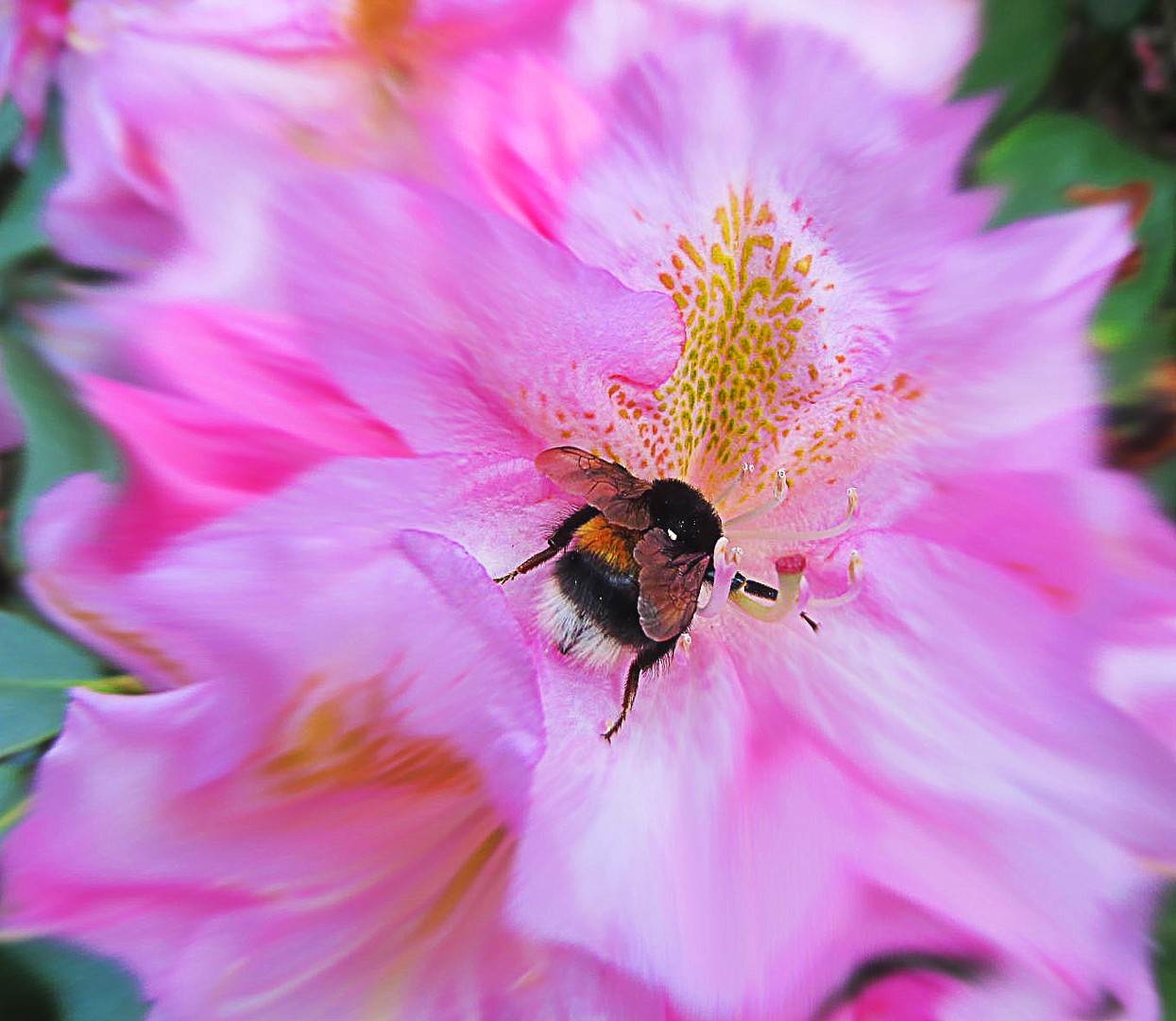 Hummel bei der Arbeit