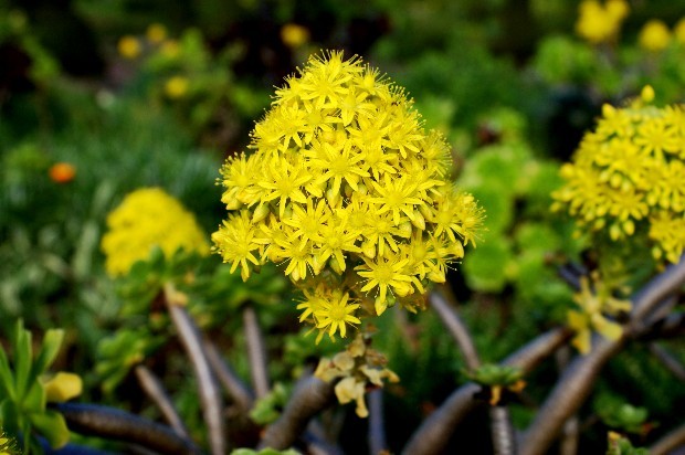 madeira