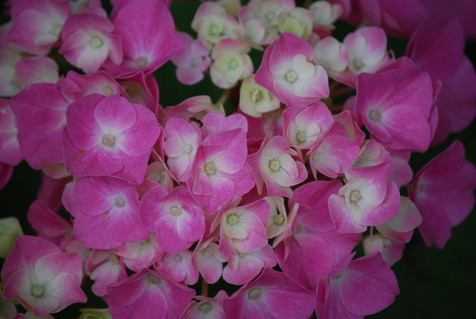 Hortensia.