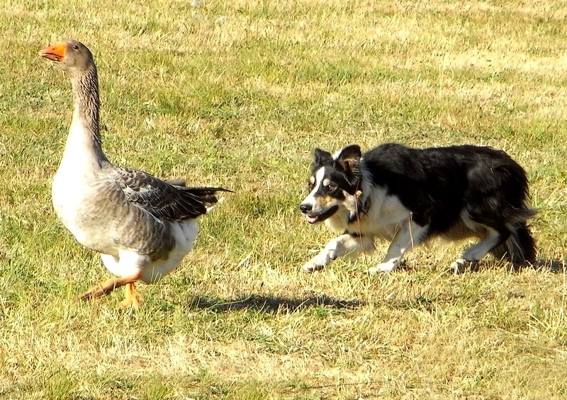 L' oie et le chien