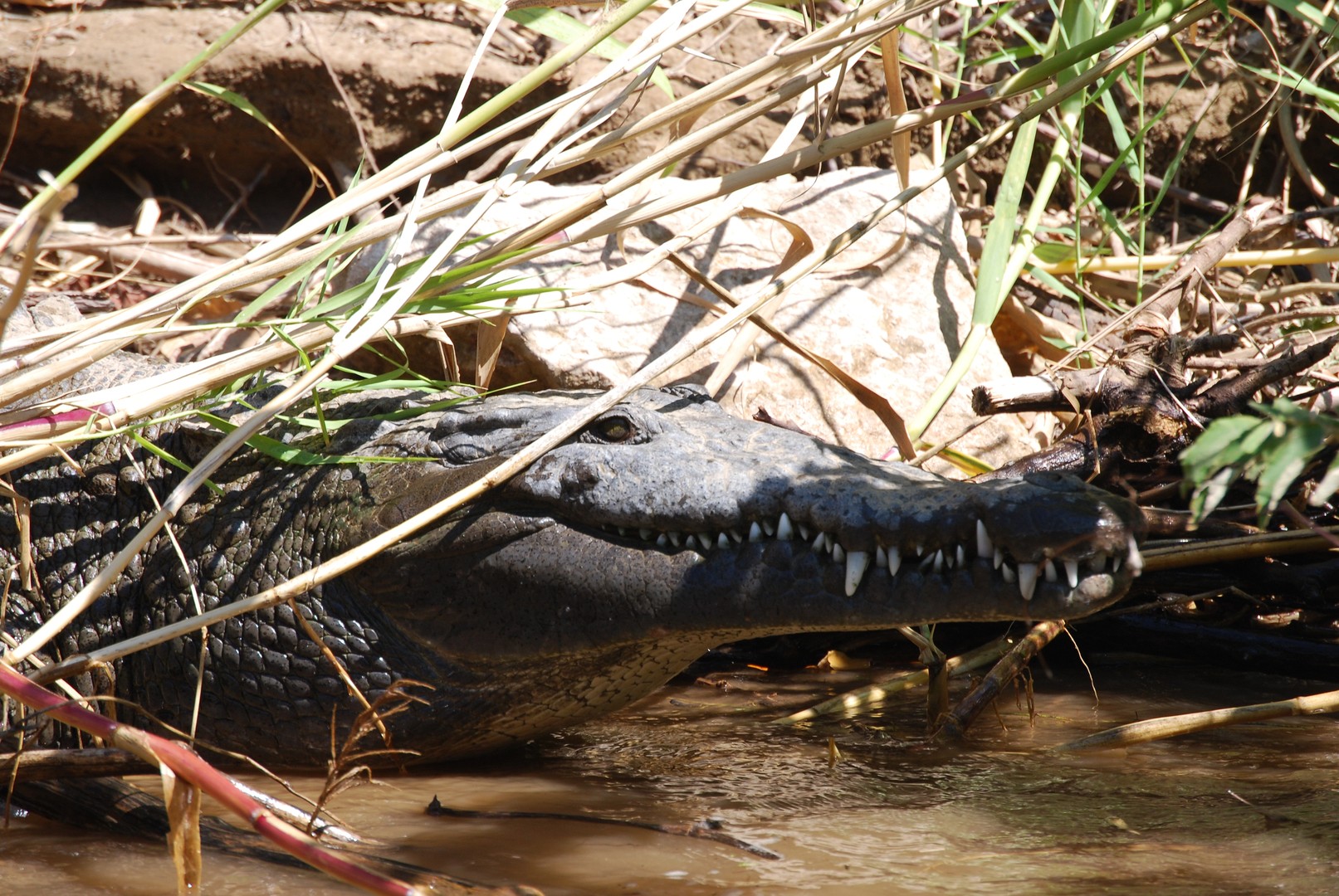 Kroko im Sumidero