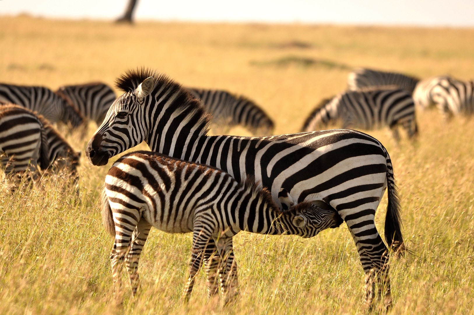 Steppenzebra mit Fohlen