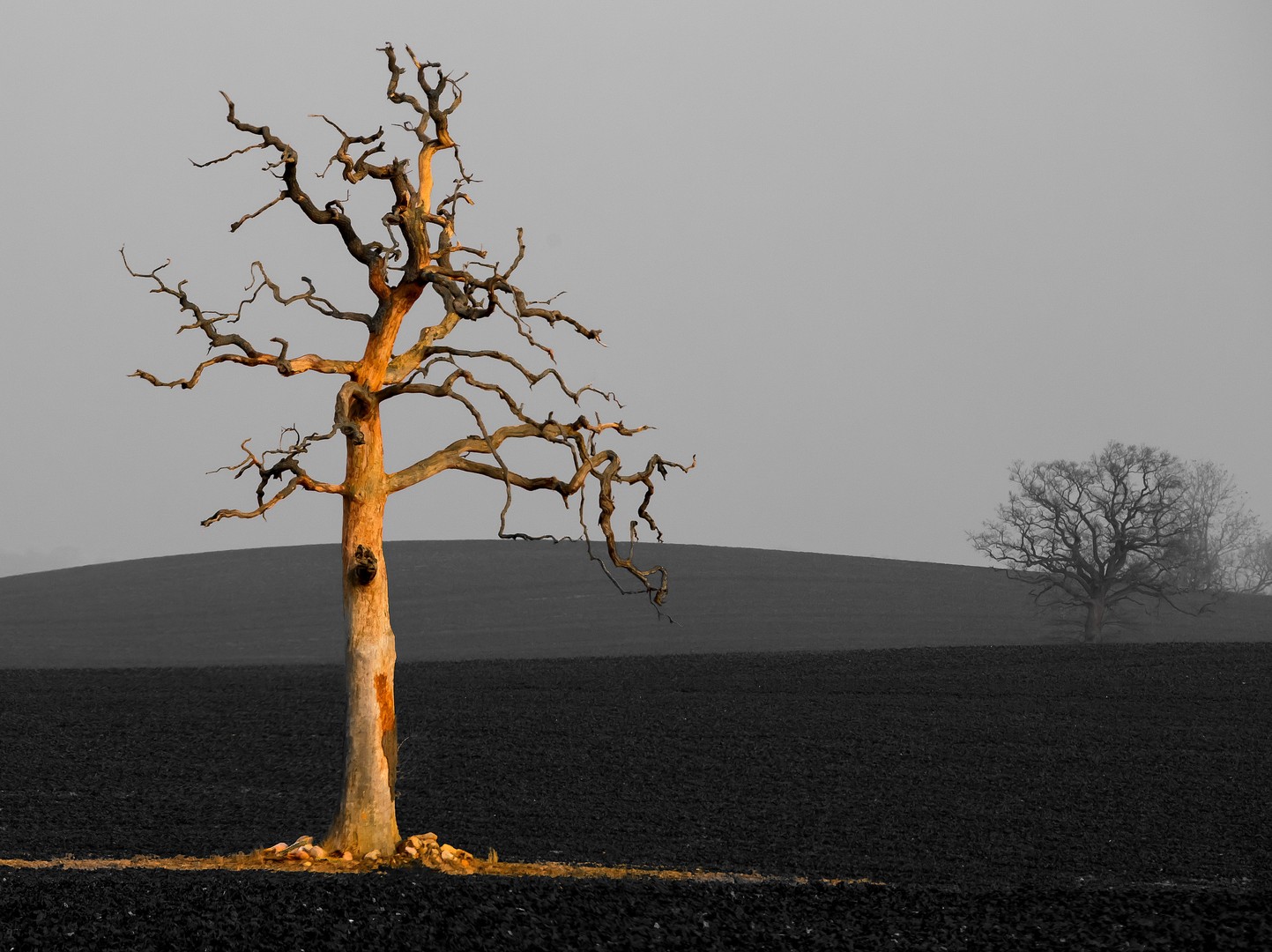 Golden Tree